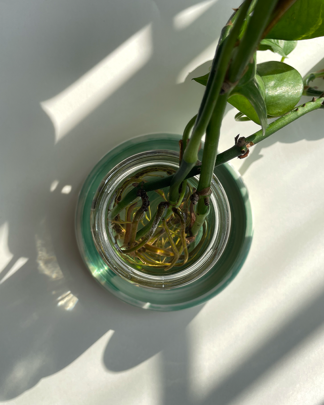 Posavasos para planta,vista cenital. Pinceladas verdes.
